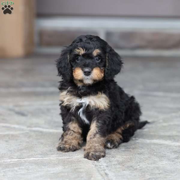 Dax (F1 B), Cavapoo Puppy